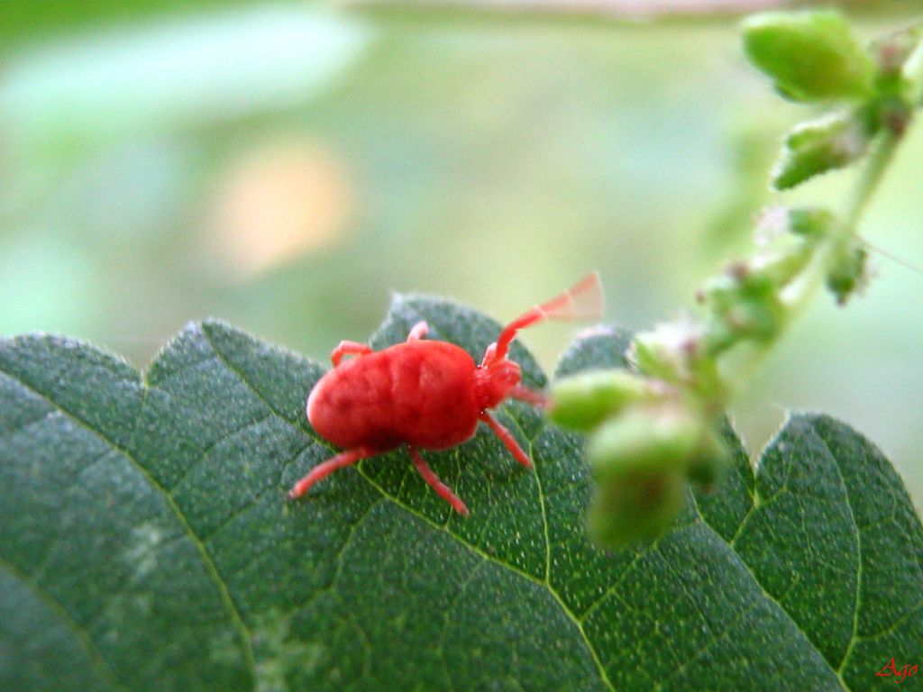 Acaro Trombidiidae